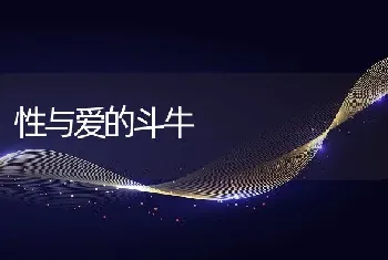 性与爱的斗牛