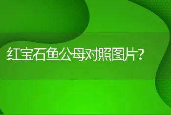 红宝石鱼公母对照图片？