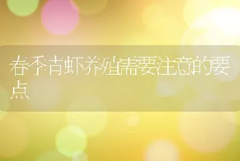 春季青虾养殖需要注意的要点