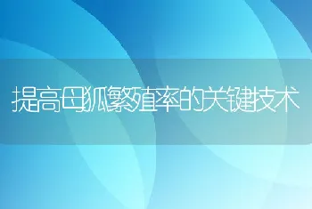 提高母狐繁殖率的关键技术