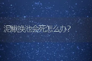 泥鳅换池会死怎么办？