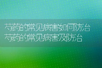 芍药的常见病害如何防治 芍药的常见病害及防治