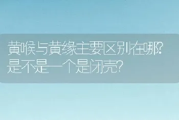 黄喉与黄缘主要区别在哪?是不是一个是闭壳？