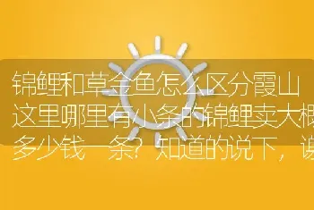 锦鲤和草金鱼怎么区分霞山这里哪里有小条的锦鲤卖大概多少钱一条？知道的说下，谢谢？