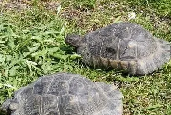 乌龟养在盐水里会死吗