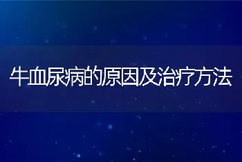 牛血尿病的原因及治疗方法