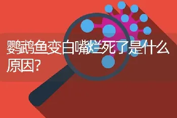 鹦鹉鱼变白嘴烂死了是什么原因？