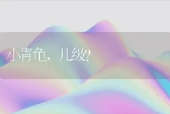 小青龟，几级？