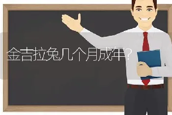 金吉拉兔几个月成年？