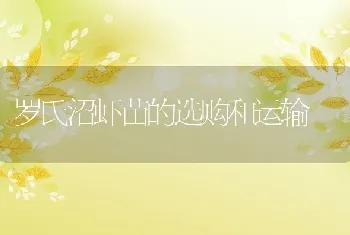 罗氏沼虾苗的选购和运输