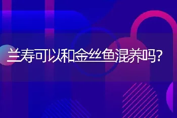 兰寿可以和金丝鱼混养吗？