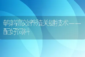 鹌鹑高效养殖关键技术－－配好饲料