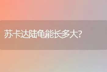 苏卡达陆龟能长多大？