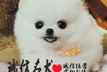 博美犬多少钱，建议穷人养的10种小型犬博美