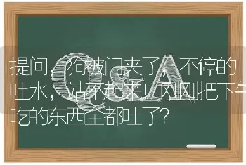 提问，狗被门夹了，不停的吐水，站不起来！刚刚把下午吃的东西全都吐了？