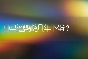 亚马逊鹦鹉几年下蛋？