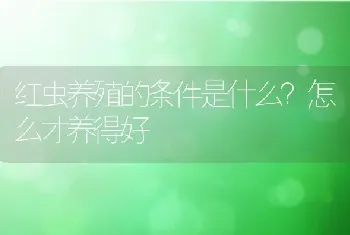 红虫养殖的条件是什么？怎么才养得好