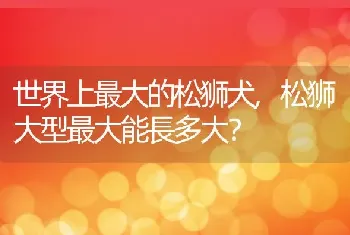 世界上最大的松狮犬，松狮大型最大能長多大？