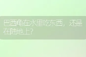 巴西龟在水里吃东西，还是在陆地上？