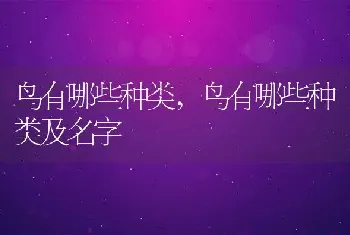 鸟有哪些种类，鸟有哪些种类及名字