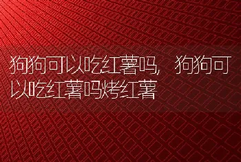 狗狗可以吃红薯吗，狗狗可以吃红薯吗烤红薯