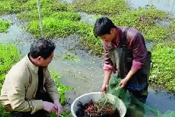 小龙虾幼虾成虾饲料配方