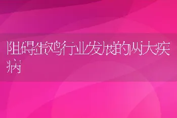 阻碍蛋鸡行业发展的两大疾病