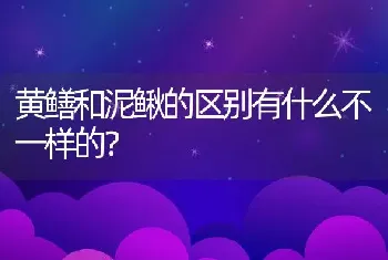 黄鳝和泥鳅的区别有什么不一样的？