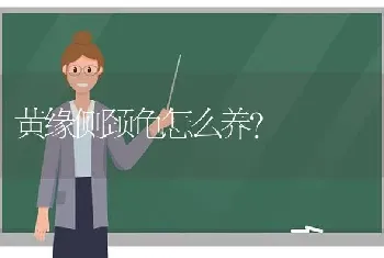 黄缘侧颈龟怎么养？