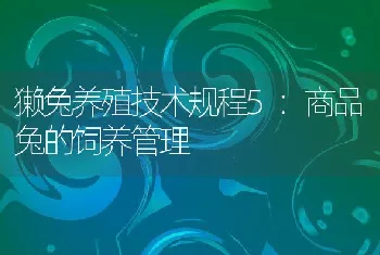 獭兔养殖技术规程5：商品兔的饲养管理