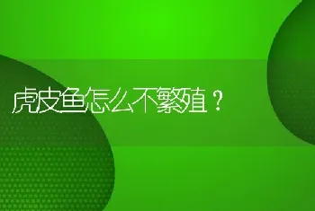 虎皮鱼怎么不繁殖？