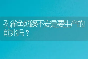 孔雀鱼烦躁不安是要生产的前兆吗？