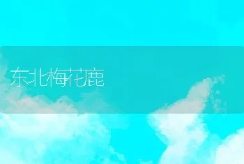 东北梅花鹿