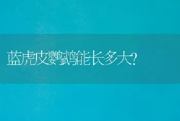 蓝虎皮鹦鹉能长多大？