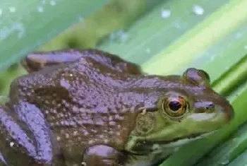 田鸡和牛蛙的区别