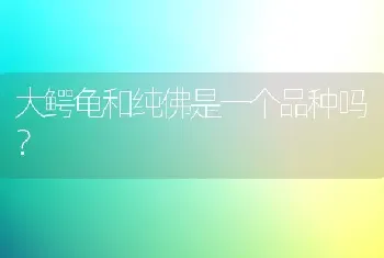 比熊幼犬为啥这么可爱？