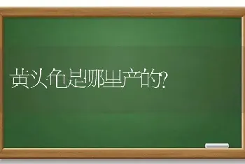 黄头龟是哪里产的？