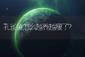 孔雀鱼怎么越养越瘦了？