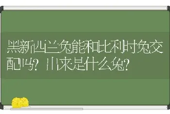 黑新西兰兔能和比利时兔交配吗？出来是什么兔？