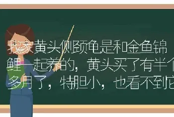 我家黄头侧颈龟是和金鱼锦鲤一起养的，黄头买了有半个多月了，特胆小，也看不到它吃东西，要怎么办？