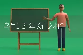 乌龟12年长什么样？