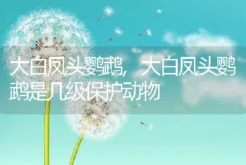 大白凤头鹦鹉，大白凤头鹦鹉是几级保护动物