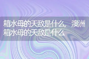 箱水母的天敌是什么，澳洲箱水母的天敌是什么