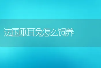 法国垂耳兔怎么饲养