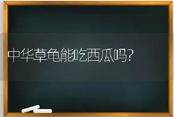 中华草龟能吃西瓜吗？