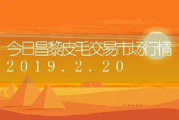 今日昌黎皮毛交易市场行情2019.2.20