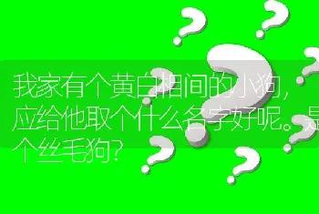 我家有个黄白相间的小狗，应给他取个什么名字好呢。是个丝毛狗？