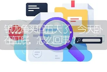 银龙鱼买回五天了，今天卧在缸底，怎么回事？