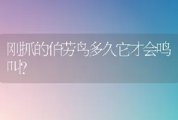 刚抓的伯劳鸟多久它才会鸣叫？