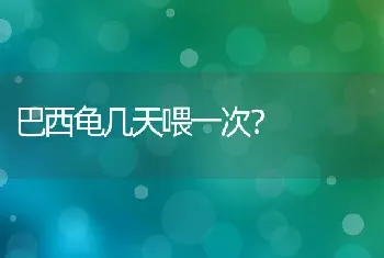 德牧为什么这么贵？